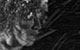 Спектакль: <b><i>Башня Дефанс</i></b><br /><span class="normal">Дафна — Сергей Медведев<br /><i></i><br /><span class="small">© Екатерина Цветкова</span></span>