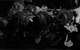 Спектакль: <b><i>Трамвай «Желание»</i></b><br /><span class="normal">Бланш Дюбуа — Марина Зудина<br /><i></i><br /><span class="small">© Екатерина Цветкова</span></span>
